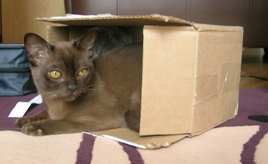 ThaiBox.jpg