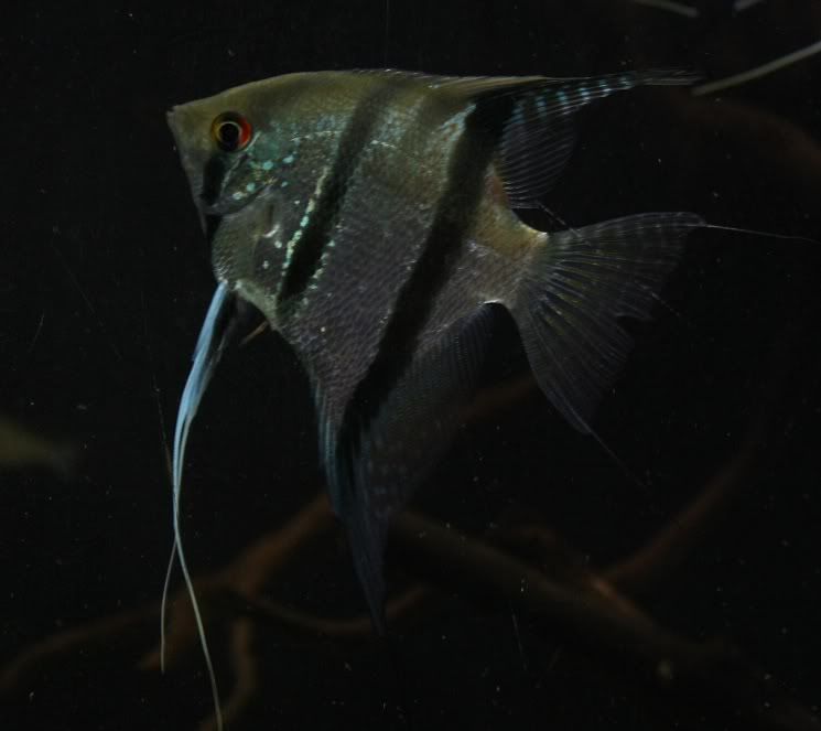 fish8.jpg