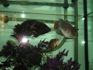 DSCN1585.jpg