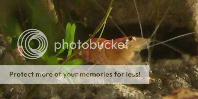 shrimplet-closeup-3.jpg