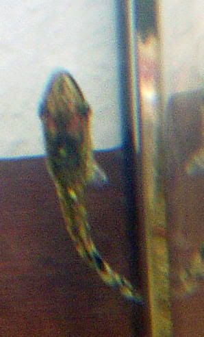 sickoto81905008.jpg