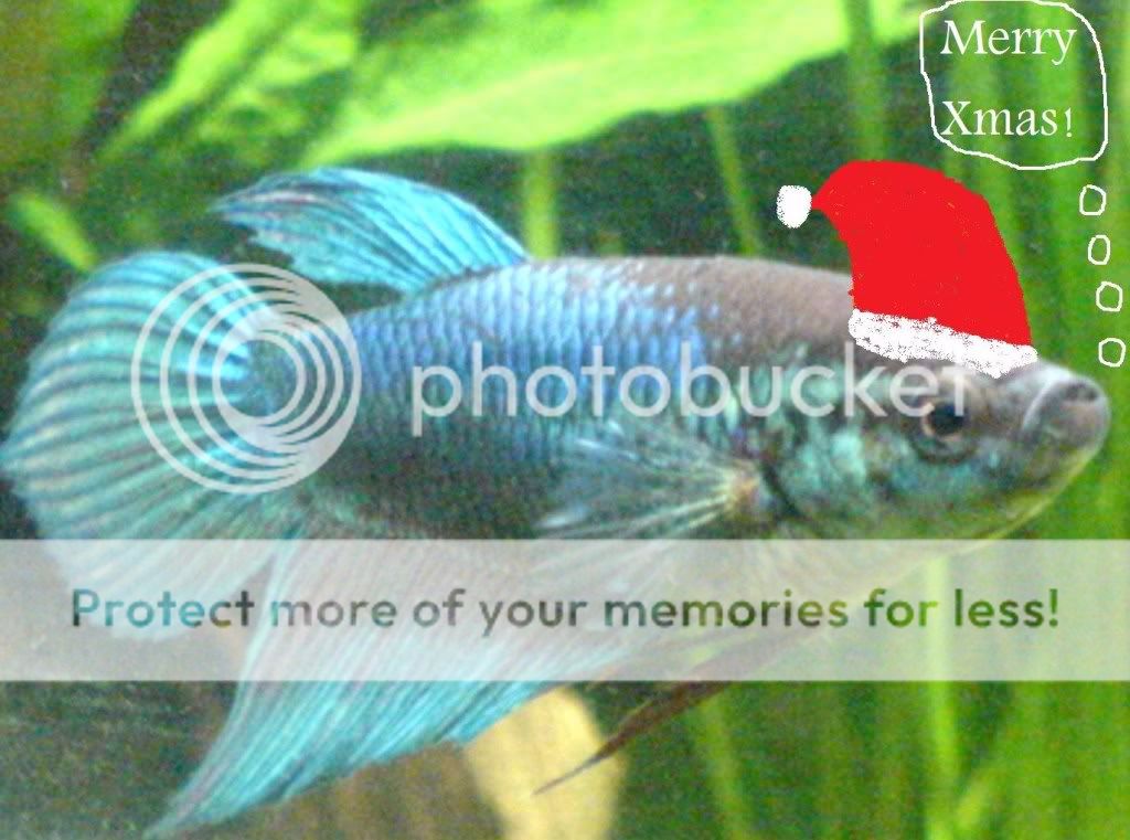 bettachristmas.jpg