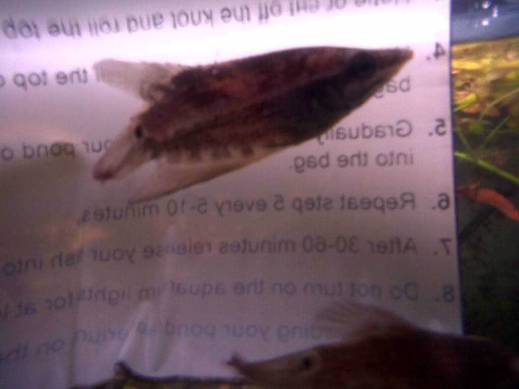 FrailGourami.jpg