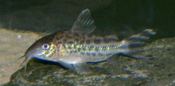 robinae1.jpg