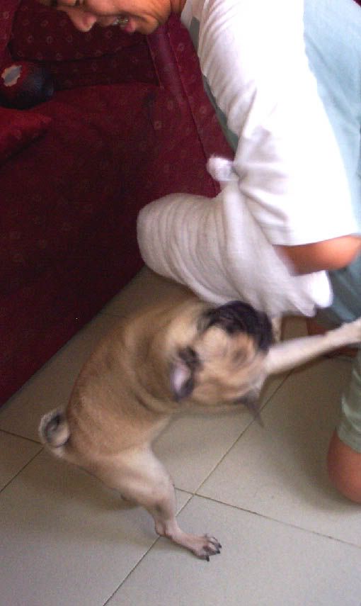 Pugboom02.jpg