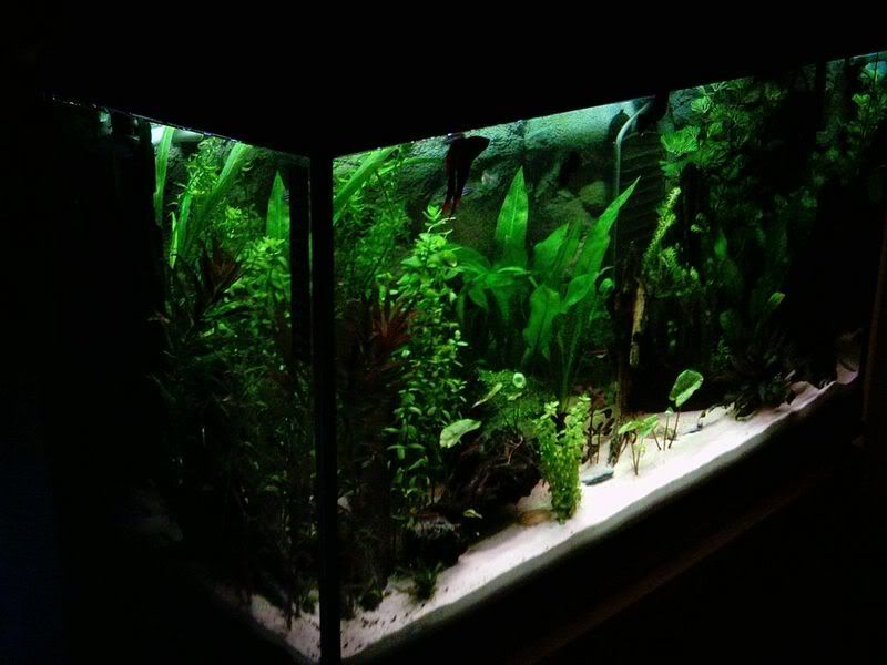 Arty040207.jpg