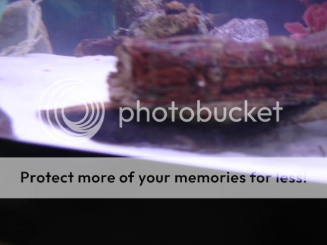fishtankpics014.jpg