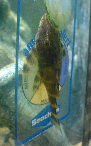 plecokiss.jpg