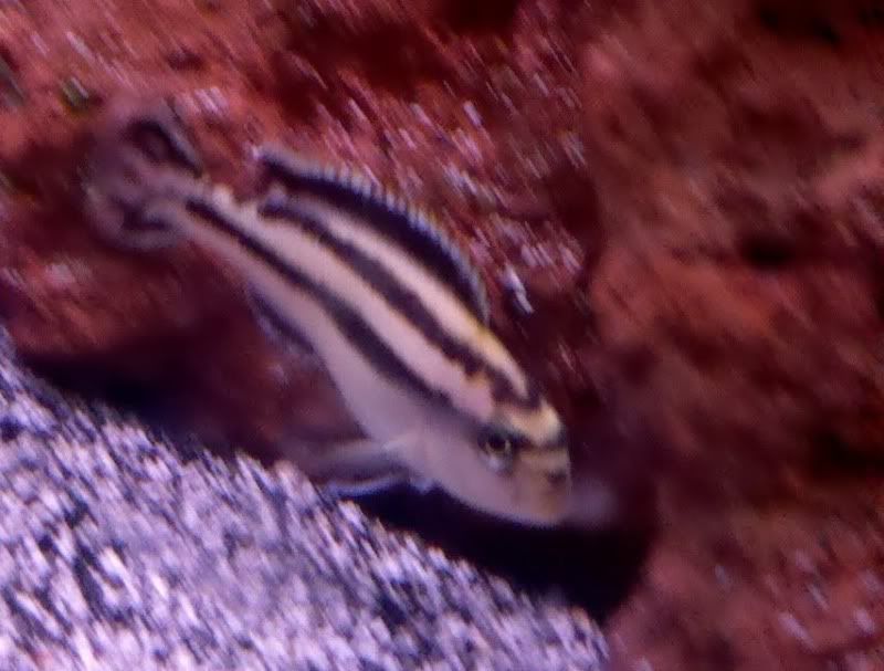 fish3.jpg