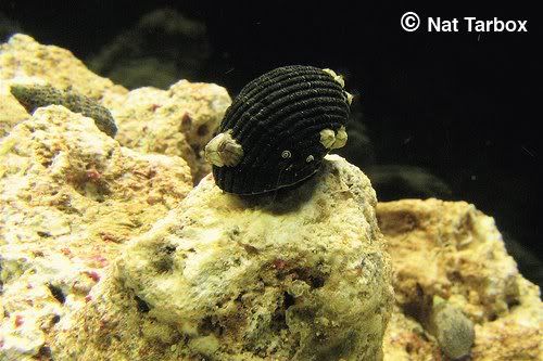 nerite-snail-2.jpg