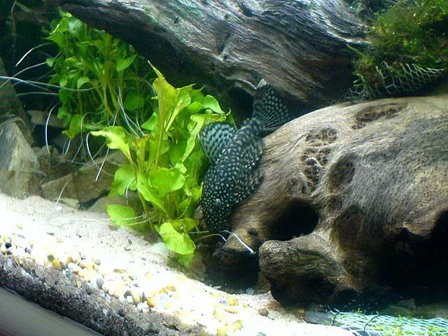 DSC01174p.jpg