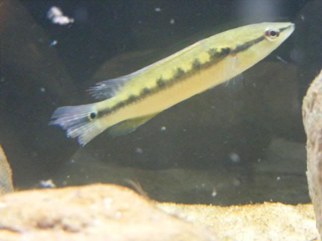fryh011.jpg