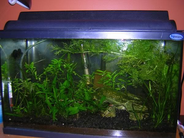 tank-after.jpg