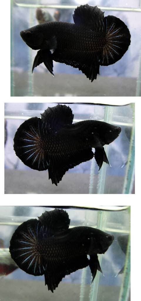 fwbettashmp1329483186.jpg