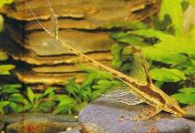 whiptail_catfish.jpg