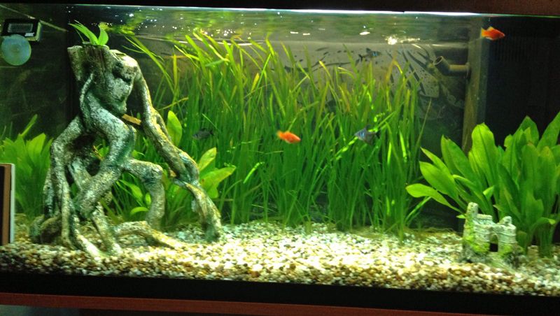 aquarium.jpg