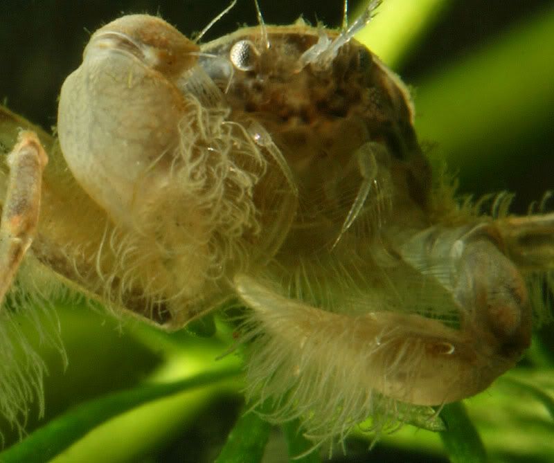 crabclose.jpg