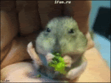 hamster.gif