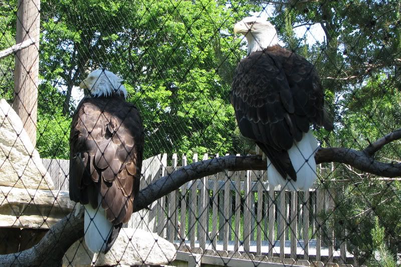 BaldEagle2.jpg