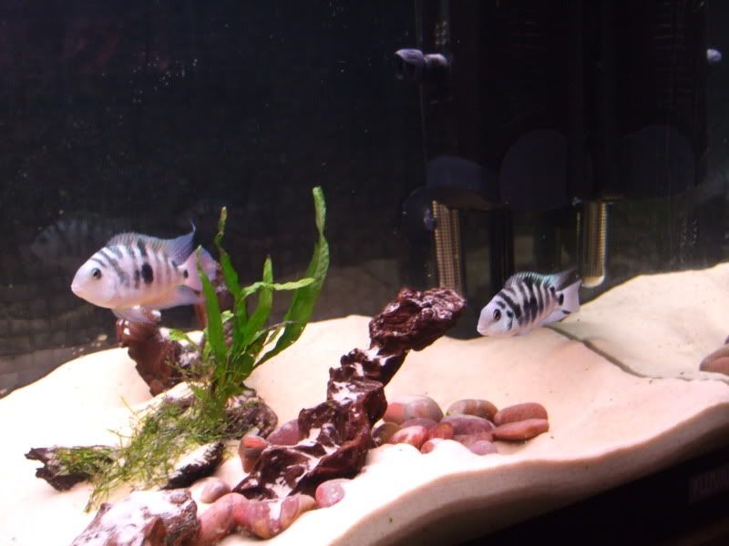 DSCF2204.jpg