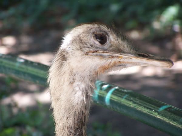 ostrich1.jpg