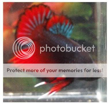 betta.jpg