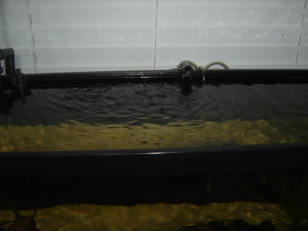 progessof20gallon031.jpg
