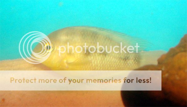 fish1psd.jpg