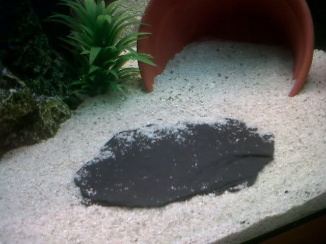 IMG00081-20110414-1735.jpg