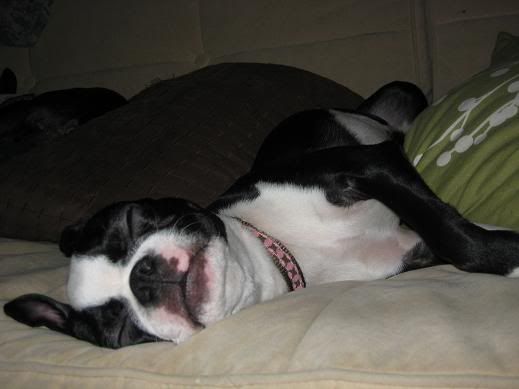 puppy186.jpg