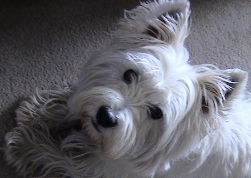 dogsmaller.jpg