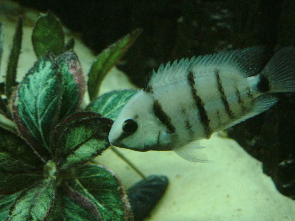spirillumpair7.jpg