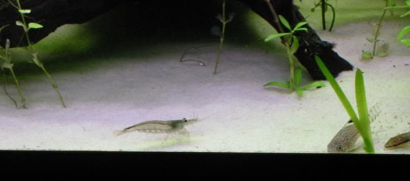 amanos2.jpg