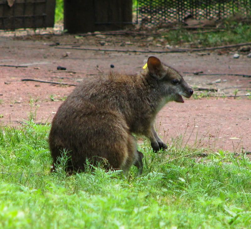 Wallaby.jpg