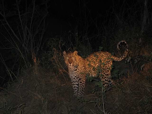 Leopard.jpg