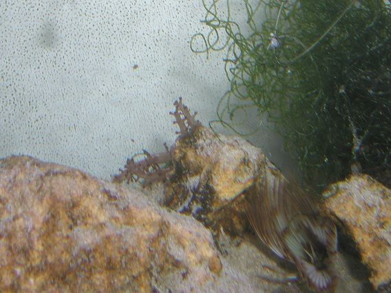 tree_coral3.jpg