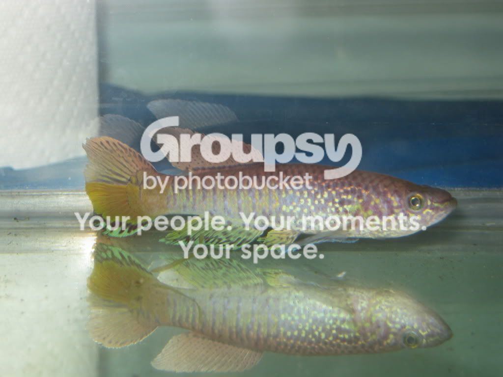 SpringFishExpo10008.jpg