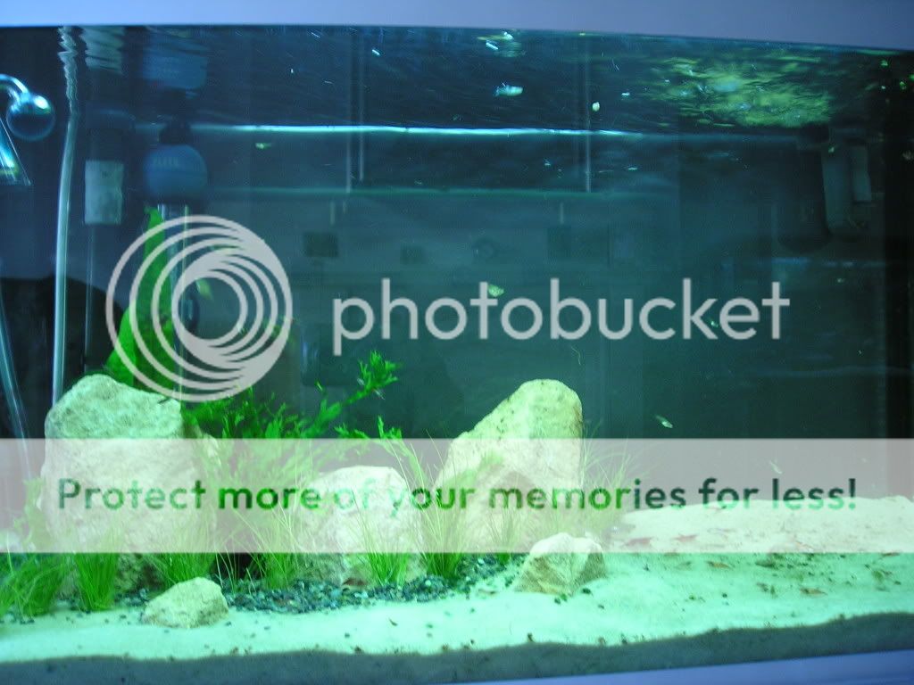 fish009.jpg