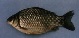 www.fishforums.net