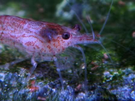 Shrimplet2.jpg