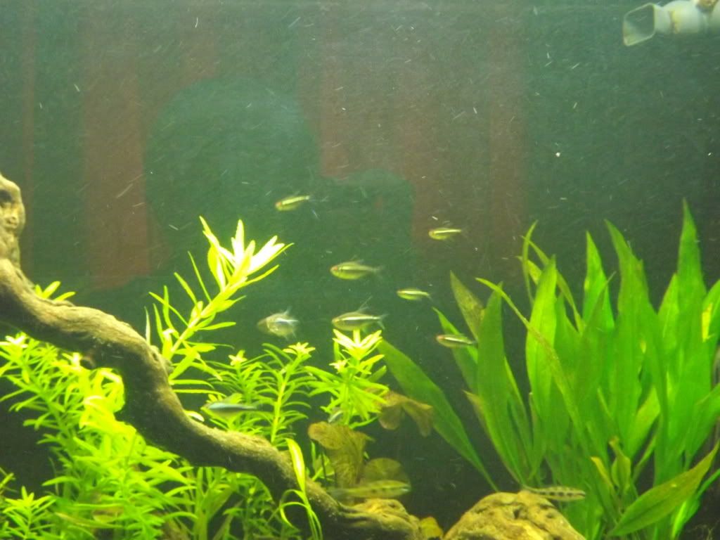 fishpix002.jpg