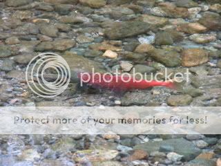 IMG_0701.jpg