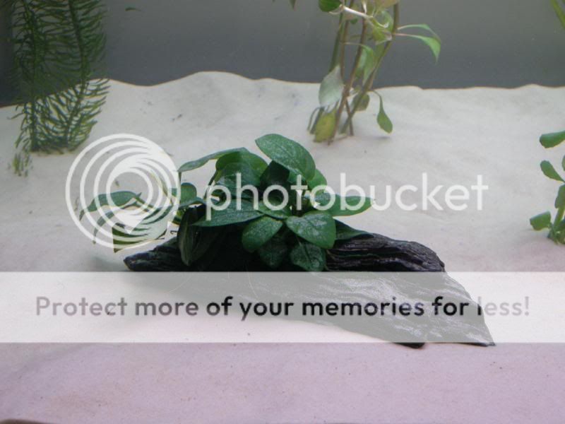 DSCN0684.jpg