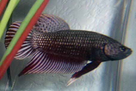 fish--kittens009.jpg