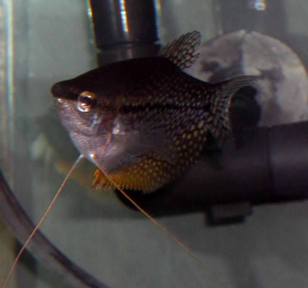 gourami_female1_zpsaf00a94d.jpg