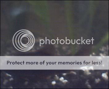 Cam00008-1.jpg