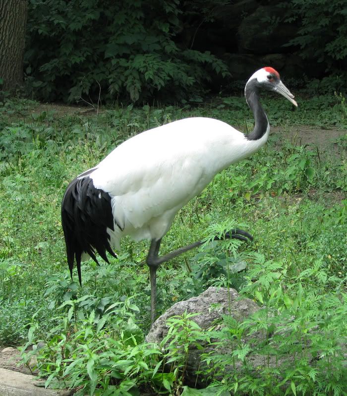 Black-neckedCrane.jpg