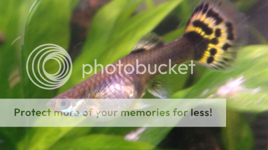 IMG_2407_zps9ef6c5d3.png