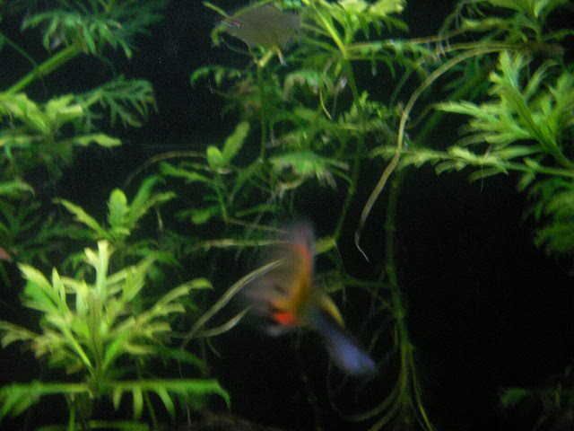 PICT0089.jpg