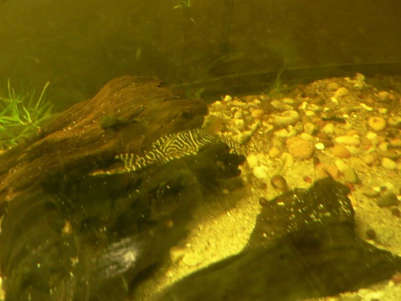 P1030115.jpg
